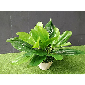 Mua Cây nhựa trang trí  hoa giả cắm chậu  decor nhà cửa