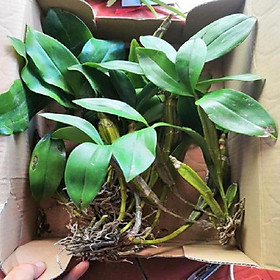 Mua Sản Phẩm Hoa lan kiều vuông( cây đẹp tết cho hoa)