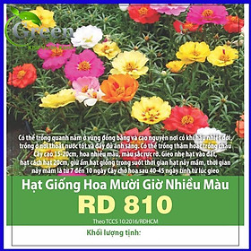 Mua Hạt Giống Hoa Mười Giờ Mix Nhiều Màu