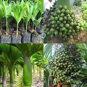 Mua CÂY CAU LÙN- CAU ĂN TRẦU- chuẩn cây f1