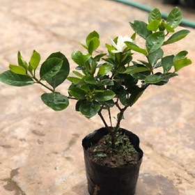 Cây bạch thiên hương cao 40-50cm đang hoa  -Không giao dc 19 tỉnh Miền Nam