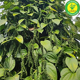 Mua Tiêu giống Ăn Hạt ( Chuẩn tiêu ác vĩnh linh)