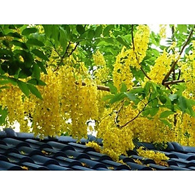 COMBO 3 BẦU muồng hoàng yến vàng-hoa osaka vàng, bầu cây giống