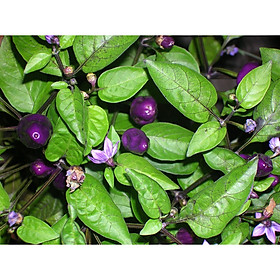 Mua Bộ 1 gói Hạt giống ớt tím