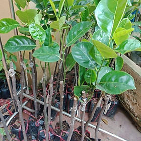 Mua Cây giống Mít  không  hạt.  Mít  thái.  Mít  ruột  đỏ đồng  giá
