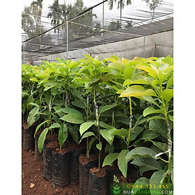Cây giống BƠ SÁP siêu quả - hàng cây giống CHUẨN F1