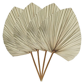 4x Dried Palm Fans Dried Palm Leaves for Home Luau Party Table Decoration