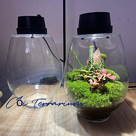 {Moss light} Bình terrarium tròn kèm đèn chiếu sáng nhỏ gọn trồng rêu, cây trang trí chưa bao gồm cây