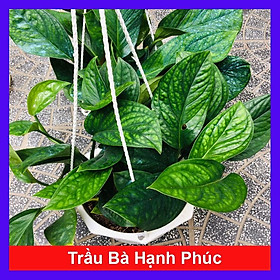 Cây Trầu Bà Hạnh Phúc - cây cảnh để trong nhà + tặng phân bón cho cây