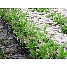 Phi điệp đột biến 5ct Nhi long, phi điệp 5 cánh trắng nhi long, dòng phi điệp đột biến