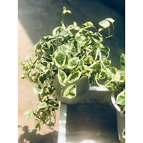 Cây trầu bà cẩm thạch