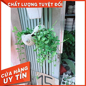 Mua Đô la vỏ ốc Nhiều Người Mua