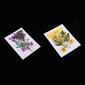 2 Real Pressed Dried Flower Leaf for DIY Arts Crafts Jewelry Making Bookmark