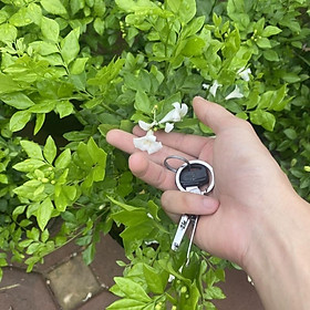 Mua Cây nguyệt quế cao 30-40cm tán xum hoa thơm ngào ngạt (Ảnh Thật)