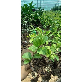 Mua sản phẩm TÁO ĐÀI LOAN