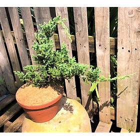 Chậu đất nung cây Ngoạ Tùng dáng Bonsai trồng nơi có nhiều nắng