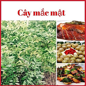 Cây móc mật  gieo hạt cao 70-90 cm xum xuê