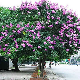 Mua CÂY BẰNG LĂNG TÍM BẦU CÂY LỚN CAM KẾT CHUẨN GIỐNG F1 - BCLBLTF1