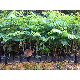 Mua 1000 Gram 1kg  hạt giống Cây Sưa Đỏ . ( Tỷ lệ nảy mầm cao ).  Hạt chưa tách vỏ.