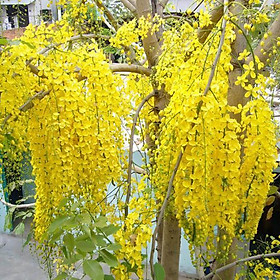 Cây hoa osaka vàng, cây hoa MUỒNG HOÀNG YẾN VÀNG-cây nguyên bầu gửi đi, cây lớn, gửi đi cắt lá