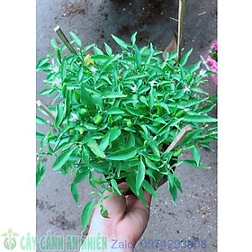 Bụi Ớt Hiểm