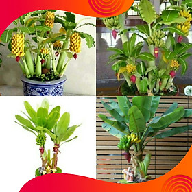 Mua 03 Gói Hạt Giống Chuối Mini - Nảy Mầm Cực Chuẩn