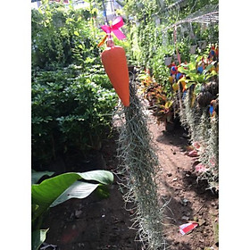 Bộ 2 chậu Cây không khí treo trang trí nhà cửa đẹp