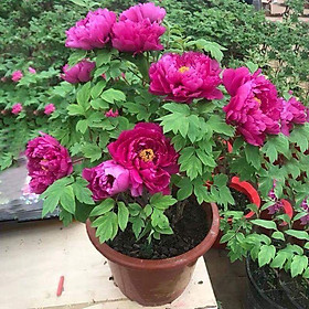 Mua 1 hạt giống hoa mẫu đơn
