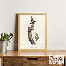 Mua Tranh canvas vintage  -  Sittella cánh cam (Sittella chrysoptera) - BVT-19