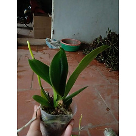 Mua HOA LAN HỒ ĐIÊP ĐẠI ĐÃ CÓ NGỒNG (CÓ NHIỀU MÀU)