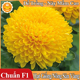 Hạt giống Hoa Cúc Vàng Đại Đóa ( Gói 100 Hạt ) - Nông Sản Vàng
