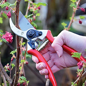 Mua Kéo cắt tỉa cành S&J – 6659BS