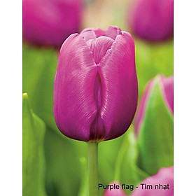 Bộ 5 củ giống hoa tulip hoa màu tím nhạt