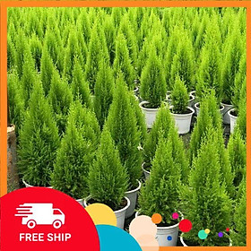 Mua Cây đẹp  Cây Tùng Thơm ( loại lớn )