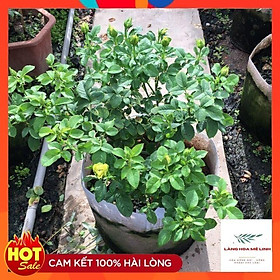 Mua Hoa hồng ngoại Shell – Vẻ đẹp hấp dẫn trong những cánh hoa vàng rực rỡ