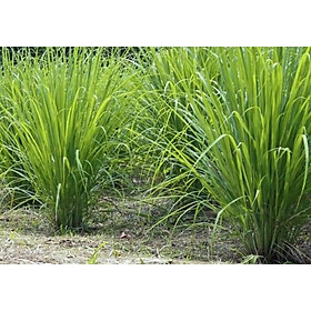 Mua Sả chanh ( 1 Bụi nguyên rễ 1 kg)