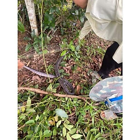 Mua 50m lưới giăng rắn mắt 4phân