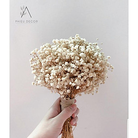 Mua Hoa khô Stardust GypsophiliaDecor nhà  Phụ kiện chụp ảnh