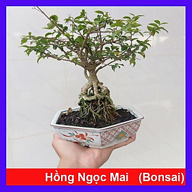 Mua Cây Hồng Ngọc Mai Bonsai - cây cảnh bonsai + tặng phân bón cho cây