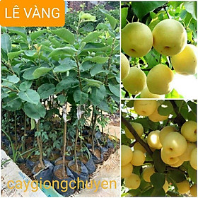 Hạt giống CÂY LÊ chịu nhiệt, năng suất cao