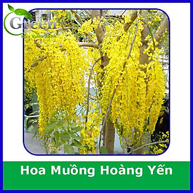 Mua Hạt Giống Hoa Muồng Hoàng Yến (Hoa Bọ Cạp) Chất Lượng F1 (40H)