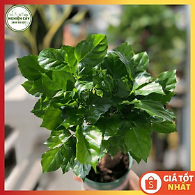 Cây hạnh phúc để bàn lọc không khí, tăng tài lộc