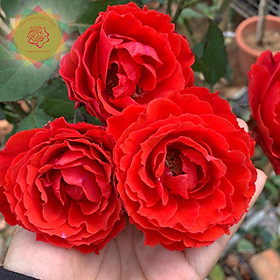 Mua Cây hoa hồng Tố Nữ đỏ lửa (bụi) - Hoa hồng Thăng Long Flower