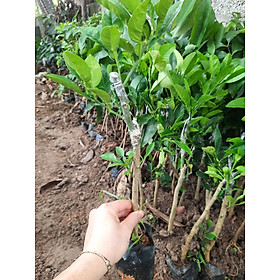 Mua GIỐNG CÂY BƯỞI DA XANH KHÔNG HẠT (cây CẤY MÔ - cao 45-50cm)