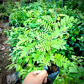 Cây me chua giống cao 15cm  cho trái sau 1 năm