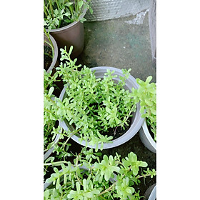 Mua Cây Rau Đắng