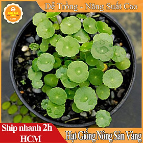 Mua Hạt Giống Rau Má Lá Nhỏ  Năng Suất Cao  Sinh Trưởng Khỏe  Ít Sâu Bệnh (Gói 1Gram) - Nông Sản Vàng