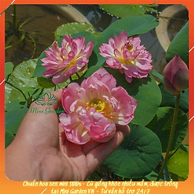 Mua Củ Hoa Sen Mini  Butterfly