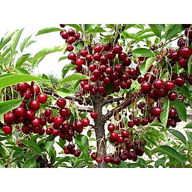 Mua Cây giống CHERRY MỸ QUẢ ĐỎ siêu trái