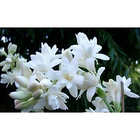 Mua 10 Củ Huê kép